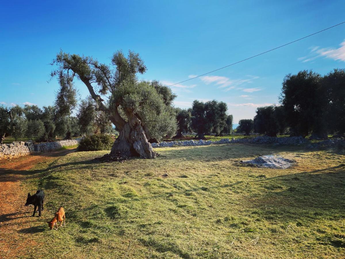 La Guendalina Masseria E Casa Particular Bed and Breakfast Monopoli Εξωτερικό φωτογραφία