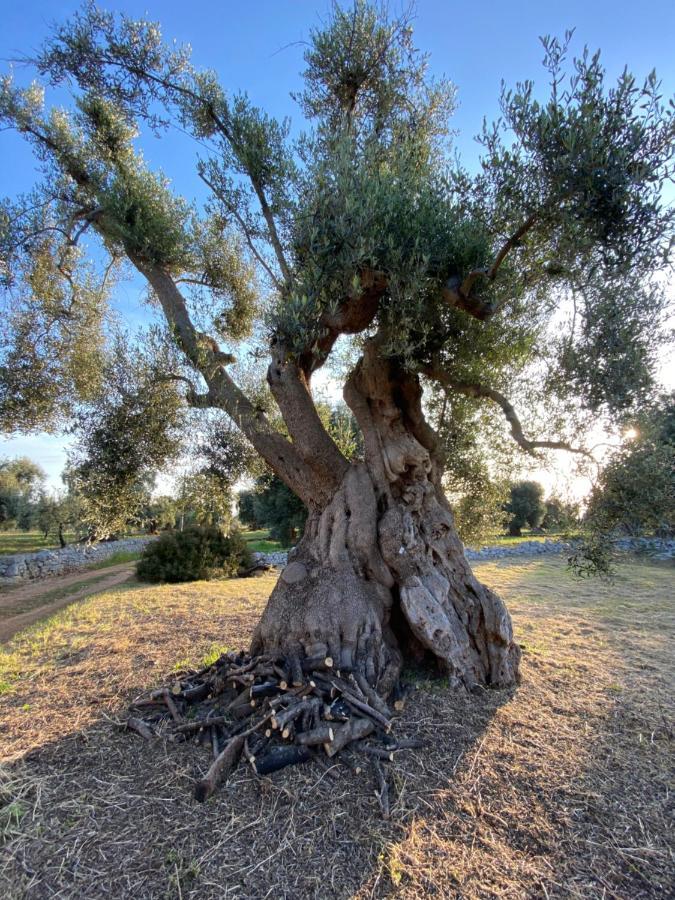 La Guendalina Masseria E Casa Particular Bed and Breakfast Monopoli Εξωτερικό φωτογραφία